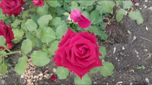 ROSES dream  SCARLET РОЗЫ алые  мечта