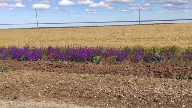 Цветет дельфиниум. Озеро Сасык Сиваш. Крым 2020.Прибрежное2020. Саки2020 смотреть онлайн