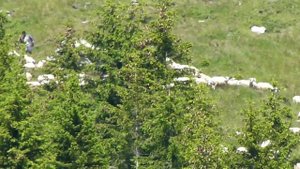 Овцы в горах Румынии. Transfagarash 2014
