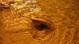 Maldives-Sun Island Resort 5* Мальдивы. Куда поехать.Лучший остров и лучший клип