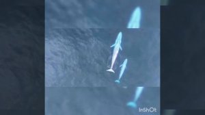 Какое самое большое животное на земле- синии  кит.