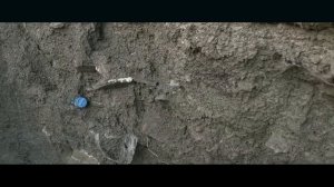 "Дельфины Черного моря". Документальный фильм Арсения Филиппова (2019 г.)