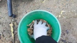 Приготовление ЩЕПЫ для копчения Сала