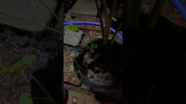 Alocasia blackmagic ver.ปลูกง่ายๆ смотреть онлайн