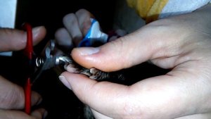 Стрижка когтей хорьку.Стрижем  когти.!