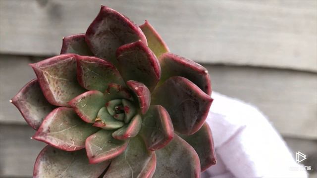 Echeveria Silonica смотреть онлайн
