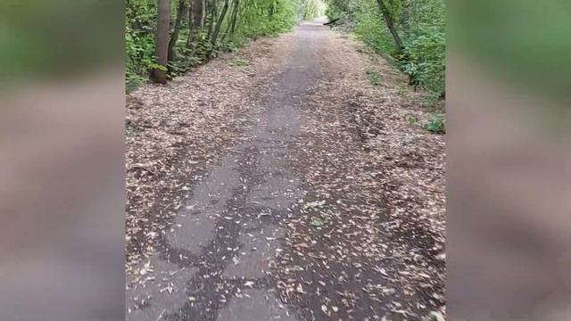 Бобик с нашего двора - Прогулка в Парке Победы смотреть онлайн