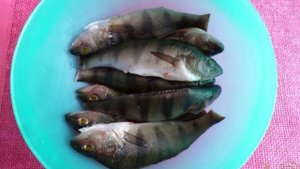 Окунь, запеченный в чешуе