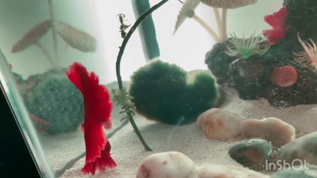 Тренировка .Упражнения на растяжку. Новые жители аквариума Training .Stretching exercises. Aquarium смотреть онлайн