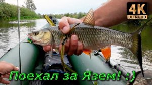 Нахлыст. Голавль разогнул крючок и уплыл...