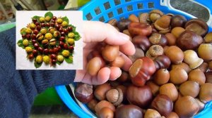 Как хранить природный материал/идеи для занятий с детьми ?