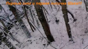 охота с ягдтерьером
