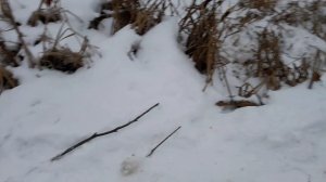 Замор как он есть!