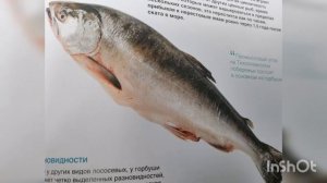 Горбуша /описания /википедия.