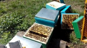 Создание отводка на маточник в Альпийском улье (МФУ). Creating a new family in the Alpine hive.