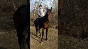 Заур Лиев о коневодстве Абазинского народа