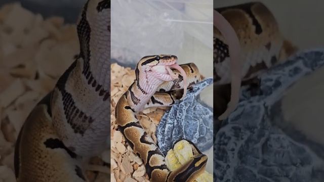 Первое кормление питона #питон #змея #snake #python #ballpython #petsnake #animals #pets #shorts