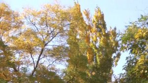 Ашуг исмаил Лезги чил