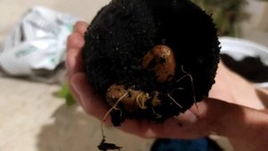 ПЕРЕСАДКА ЛИМОНА ИЗ КОСТОЧКИ В БОЛЬШОЙ ГОРШОК В ДОМАШНИХ УСЛОВИЯХ. ПЕРЕСАДКА ЛИМОНА ЛЕТОМ.