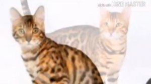 История Чернильницы (моей оски)