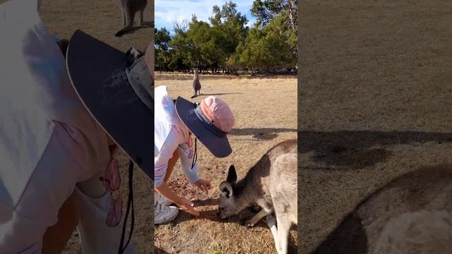 Matilda feeding the Wallabies at the Funky Farm