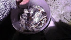 ЗАСОЛКА И СУШКА ПЛОТВЫ