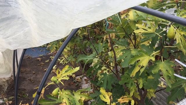 Снятие временного укрытия инжира смотреть онлайн