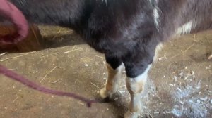 VLOG в Конюшне / ПЕРВАЯ РАСЧИСТКА копыт жеребенка / Хардин