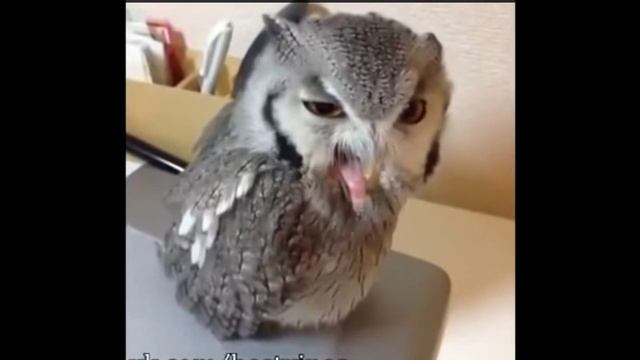 Прикол про Сову (РЖАКА) смотреть онлайн