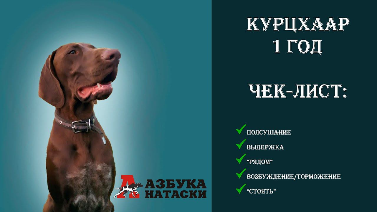 7 пунктов, без которых натаску лучше не начинать. "От щенка до легавой" смотреть онлайн