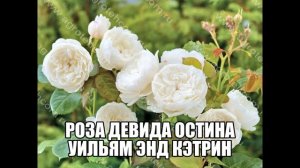 Роза Девида Остина Уильям Энд Кэтрин