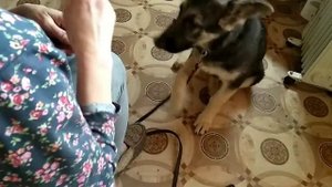 Начальные занятия со щенком ВЕО