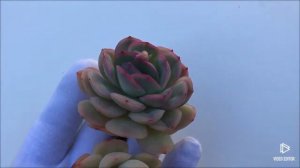 Echeveria Strawberry Ice