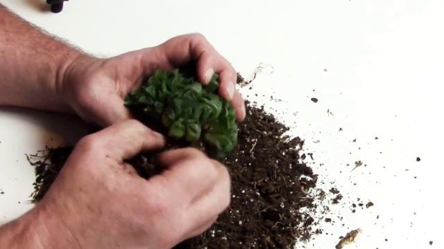 Succulent Basics: Dividing Haworthia Retusa смотреть онлайн
