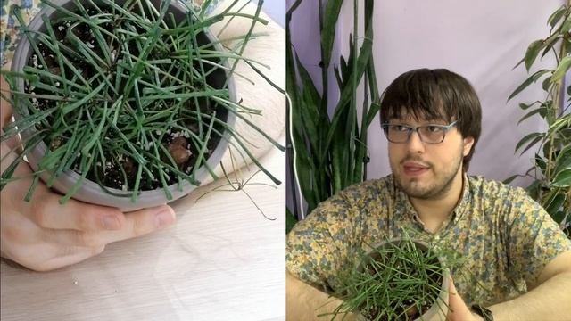 Hoya retusa | 30 Days of Hoya - 8 of 30 смотреть онлайн