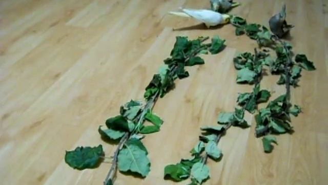 Попугаи нимфы - кореллы Кузя и Фиби (разведение) 19  Птенецы корелл. Breeding Corell. смотреть онлайн