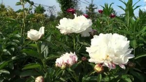 Пион ЭСКИМО ПАЙ / Paeonia Eskimo Pie - ОБЗОР, ОПИСАНИЕ, ЦВЕТЕНИЕ, ОТЗЫВ