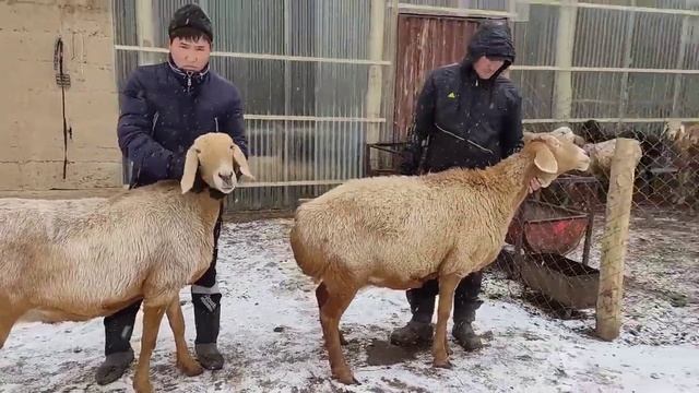 Арашан селекция Тилек Тыналиев