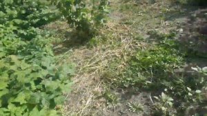 Малина Атлант. Первый урожай