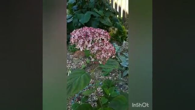 Гортензия древовидная Пинк Анабель 10 августа 2020 г. смотреть онлайн