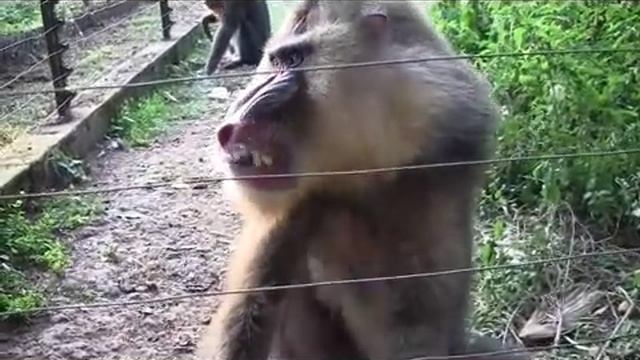 MANDRILL YAOUNDE ZOO смотреть онлайн