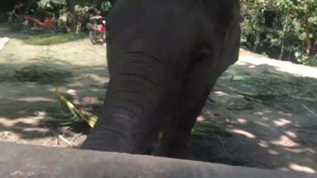 Слоники!!!? смотреть онлайн