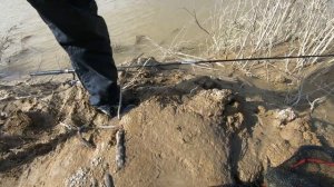 Рыбалка на Мутном канале. В поисках сазаньего счастья.