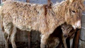 Люди бросили старого ослика в клетку к волку, то что сделал волк всех шокировало!!