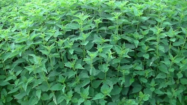 Чеснок. Обзор. Азотная органическая подкормка. смотреть онлайн