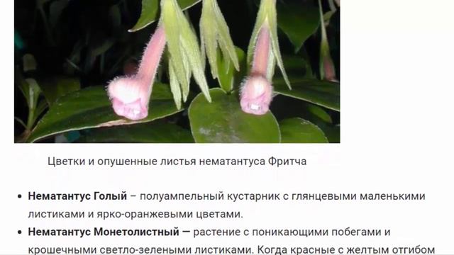 Нематантус ЦВЕТЫ ДЛЯ ДОМА И САДА смотреть онлайн