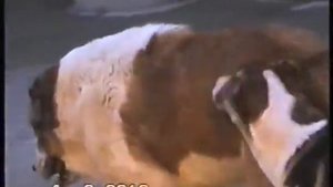 Теджен Архив Туркменский Волкодав САО Turkmen Itleri alabay Central Asian Work Dogs Alabai