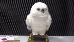 Настоящая Сова Гарри Поттера! Букля WWO Harry Potter