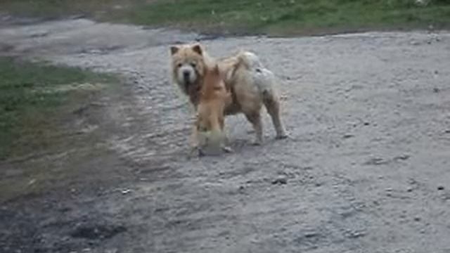 Ну сделай хоть че нибудь смотреть онлайн