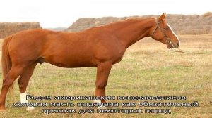 Кони рыжей масти